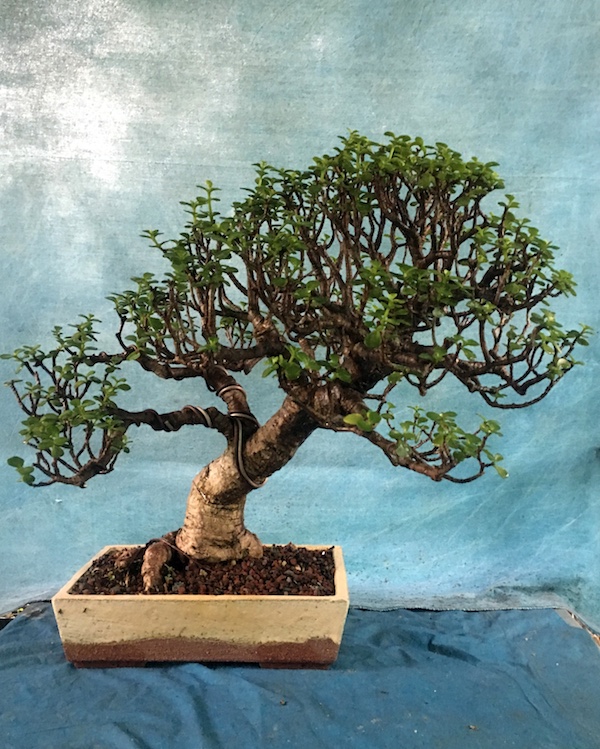 jade bonsai care instructions