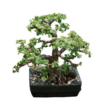 jade bonsai care instructions
