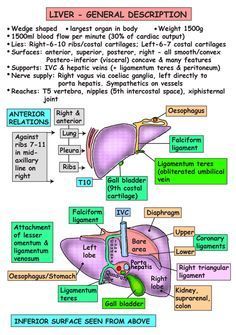 instant anatomy whitaker pdf